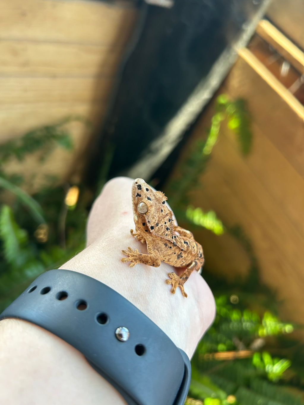 Female crested gecko