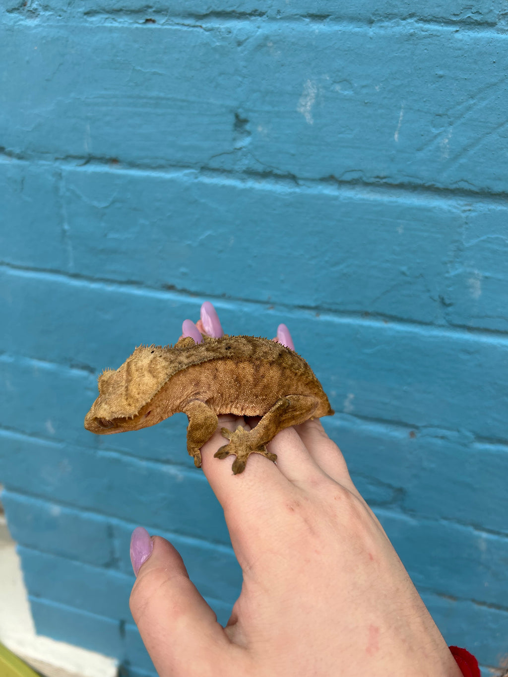Gravid female crested gecko