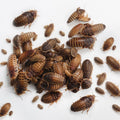 Dubia roaches