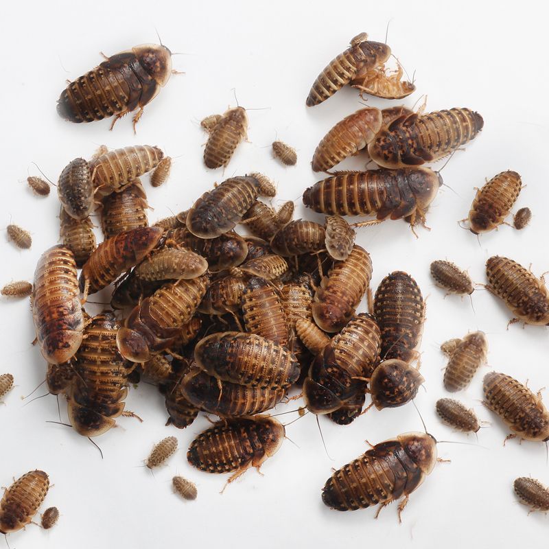 Dubia roaches
