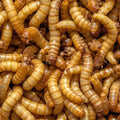 Mealworms