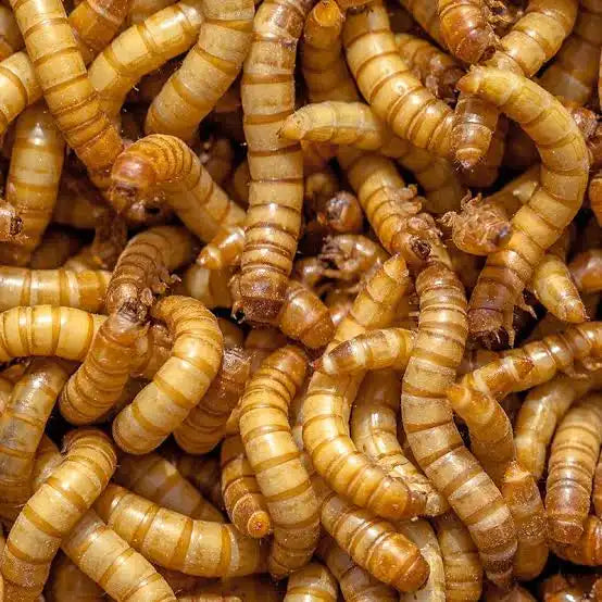 Mealworms