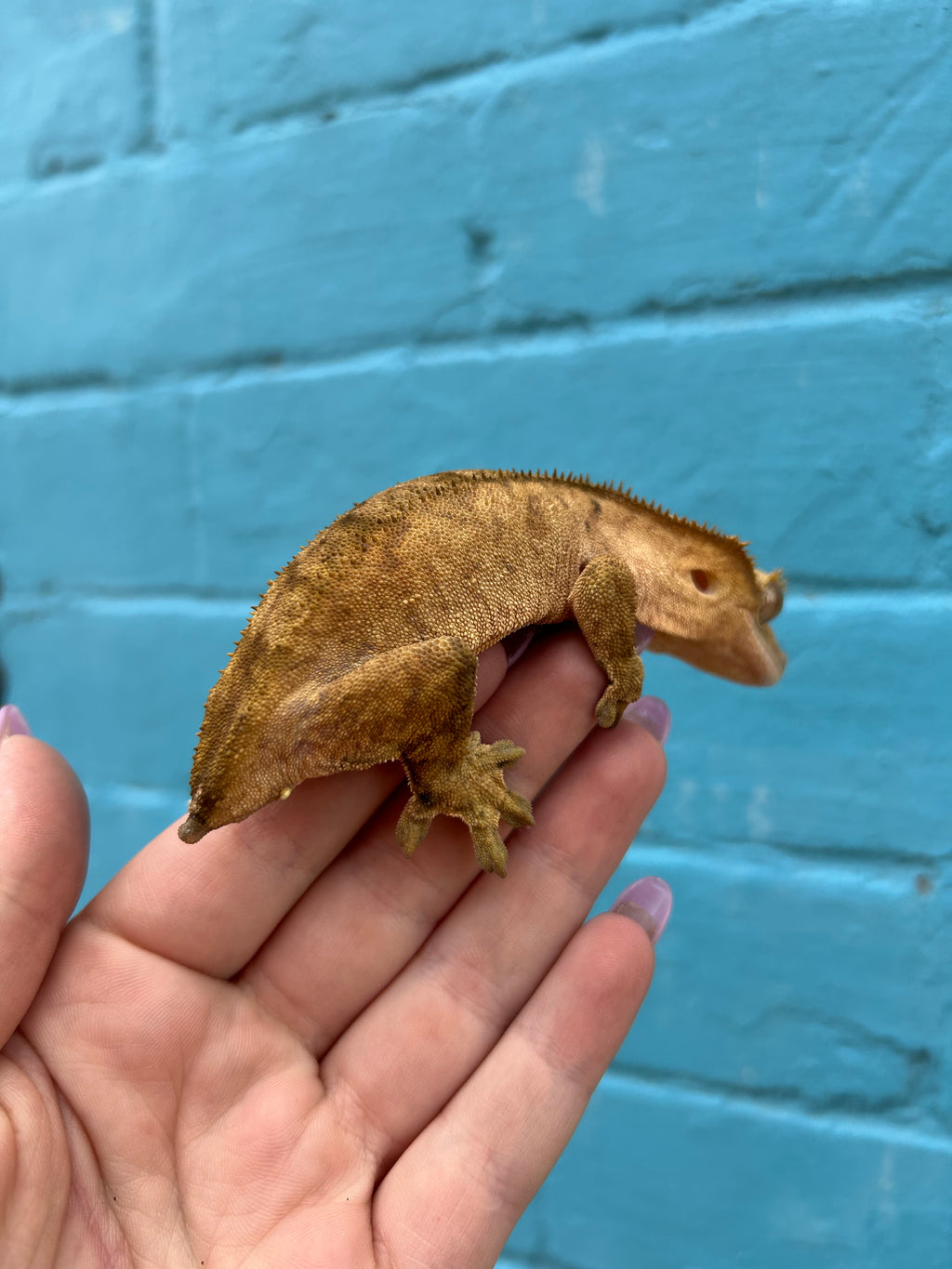 Gravid female crested gecko