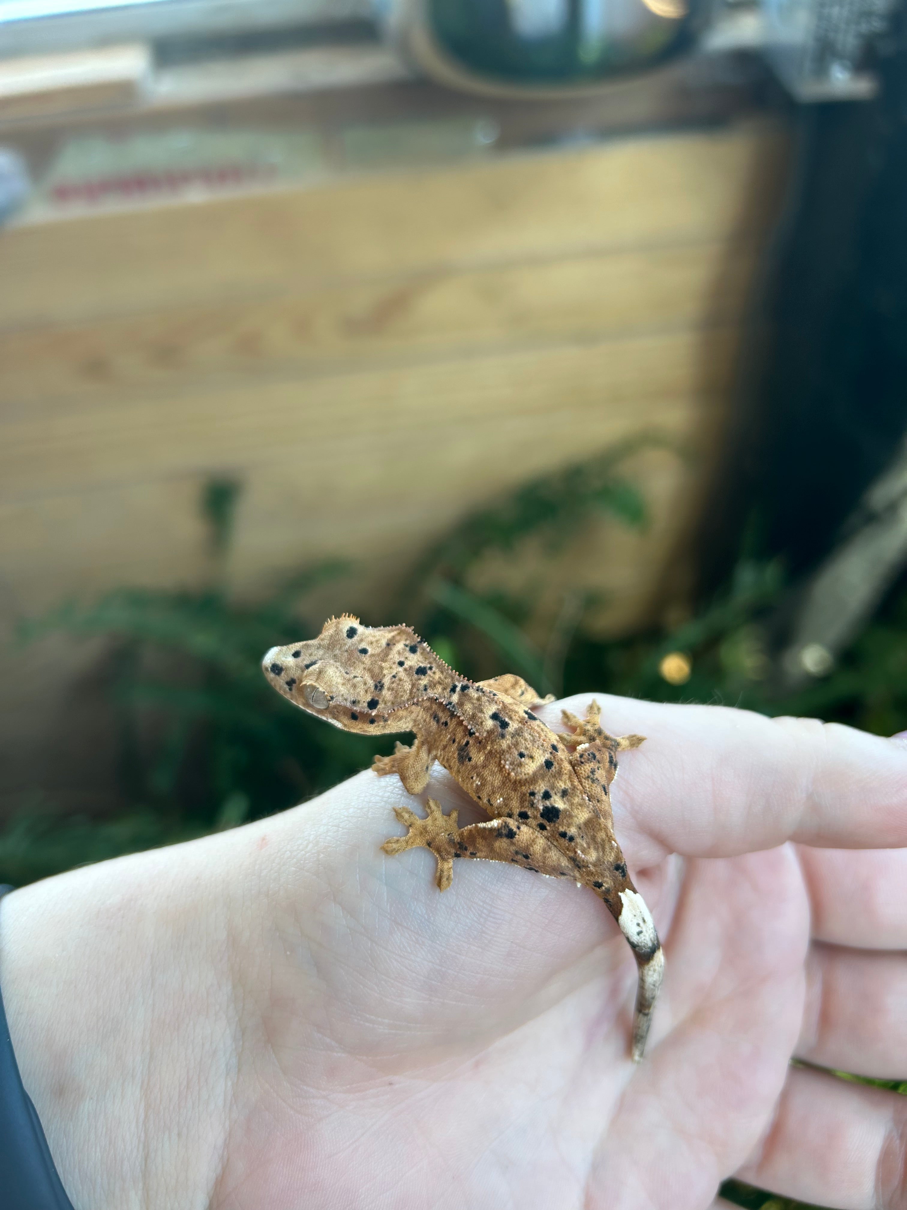 Female crested gecko