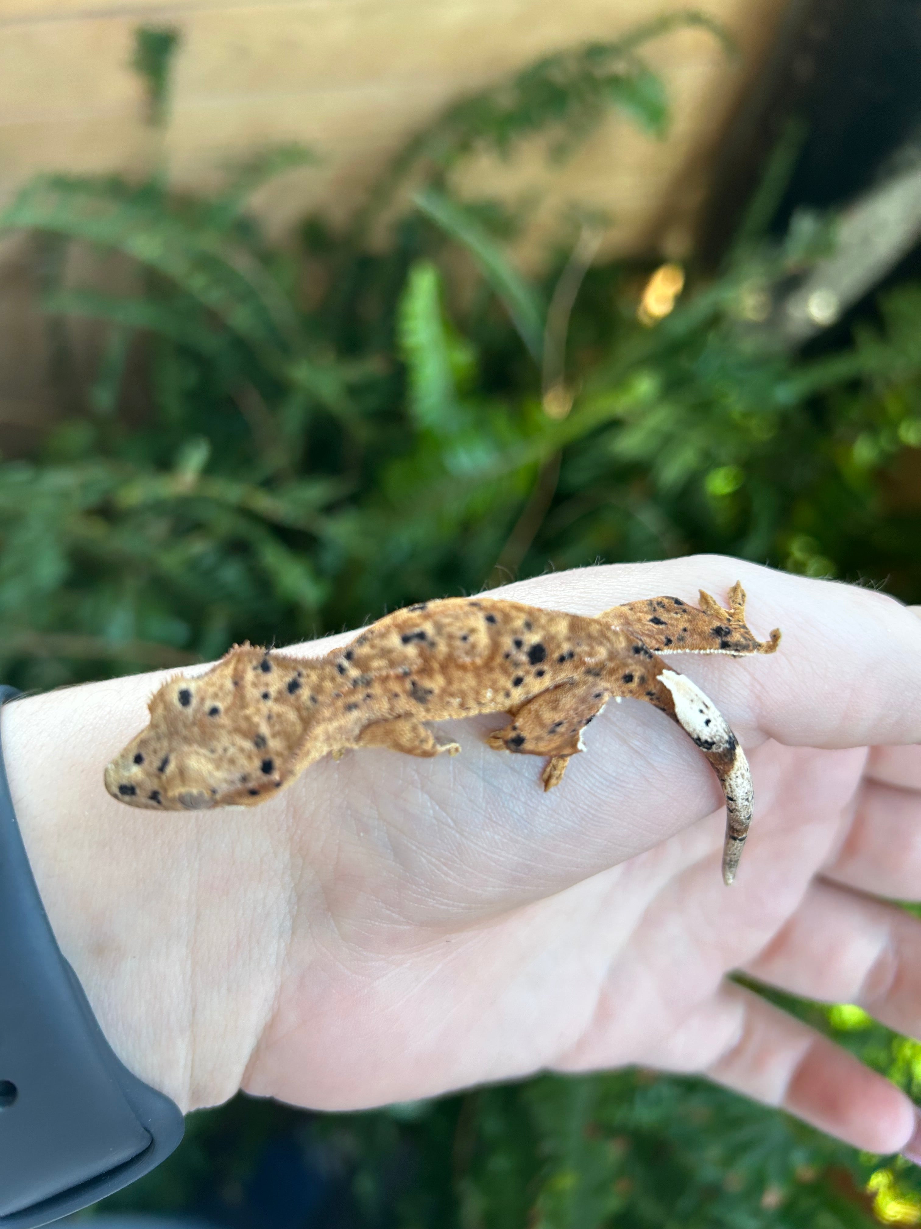 Female crested gecko