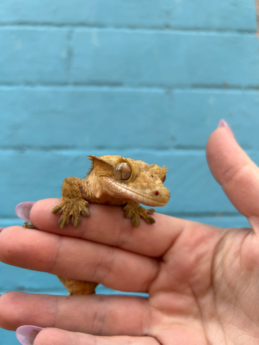 Gravid female crested gecko