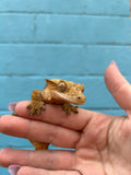Gravid female crested gecko