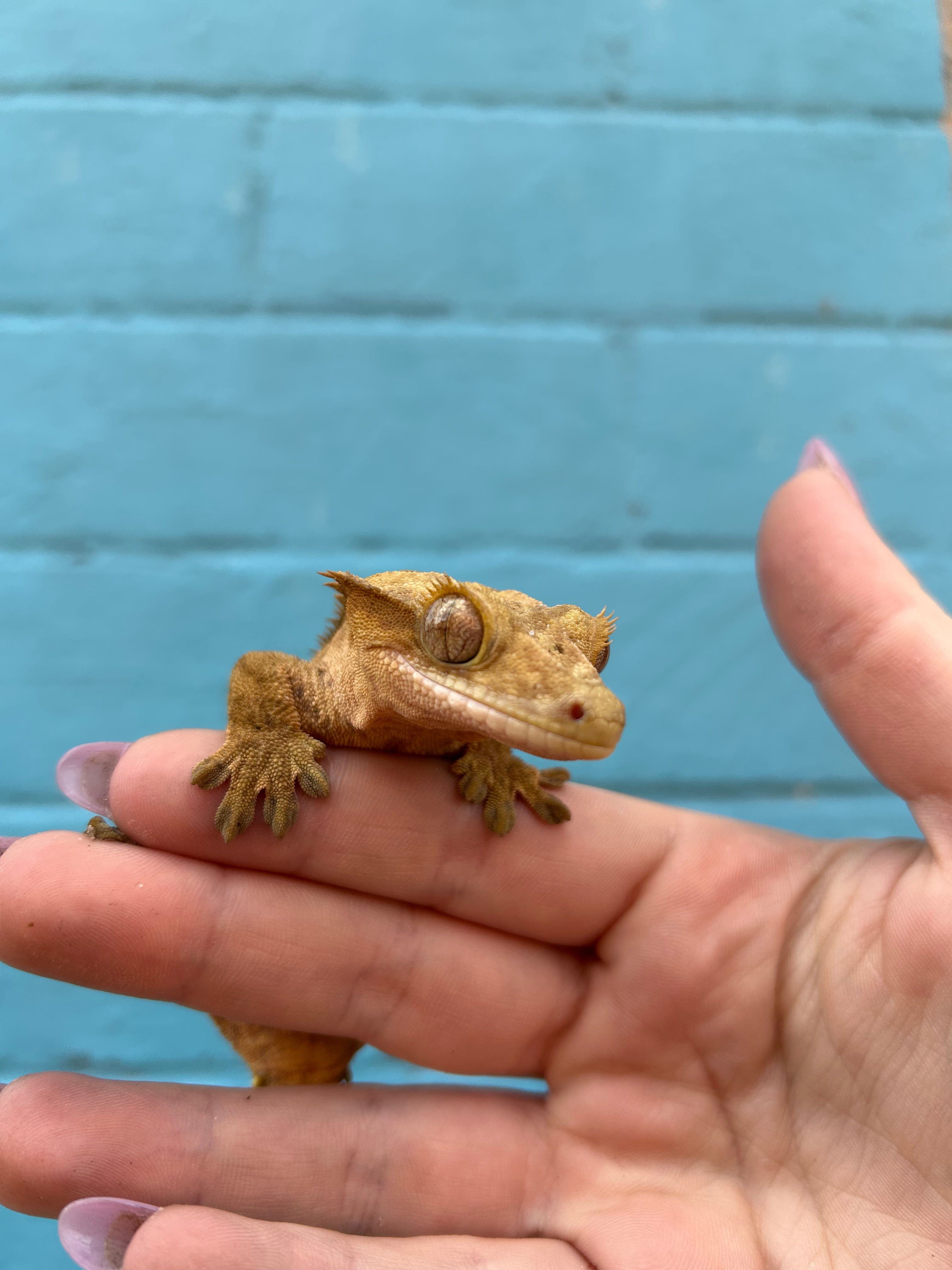 Gravid female crested gecko