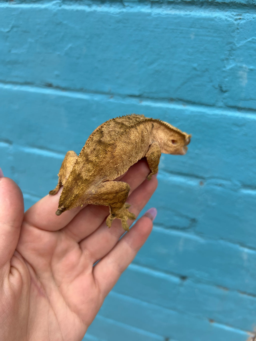 Gravid female crested gecko