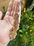 Male crested gecko
