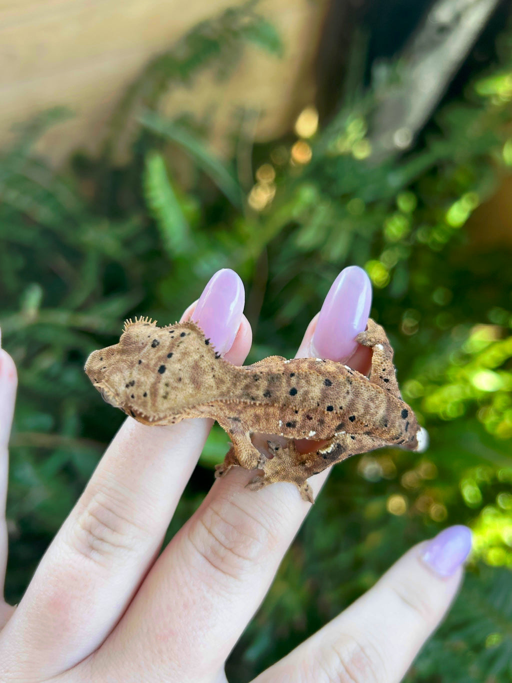 Male crested gecko