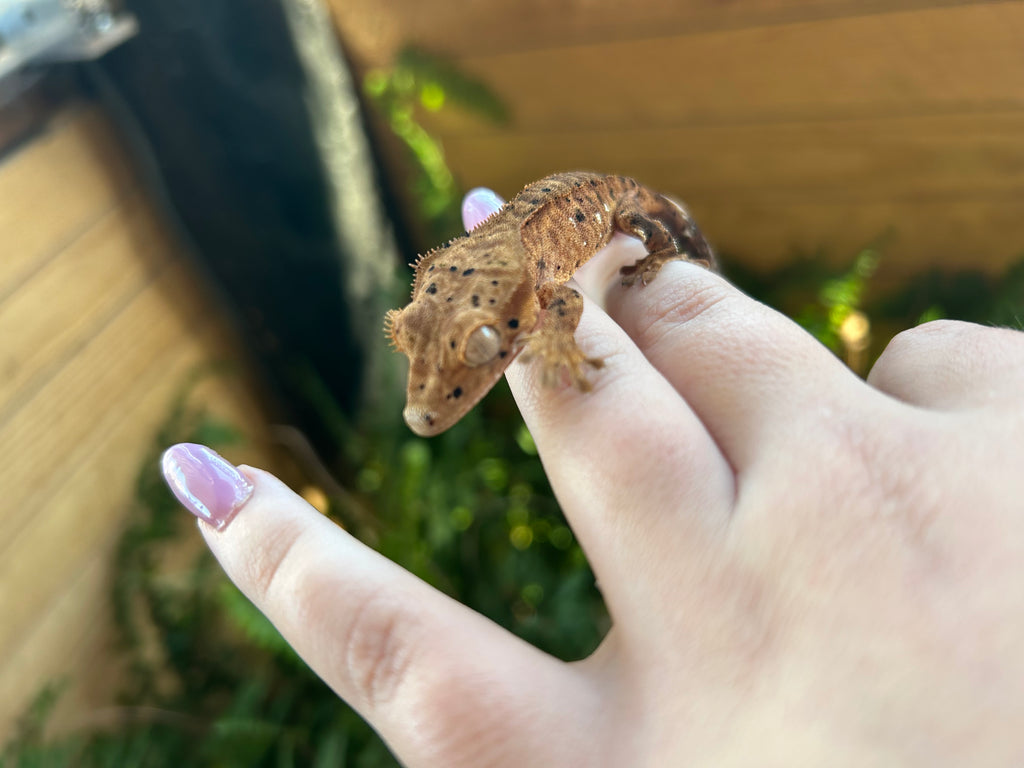 Male crested gecko