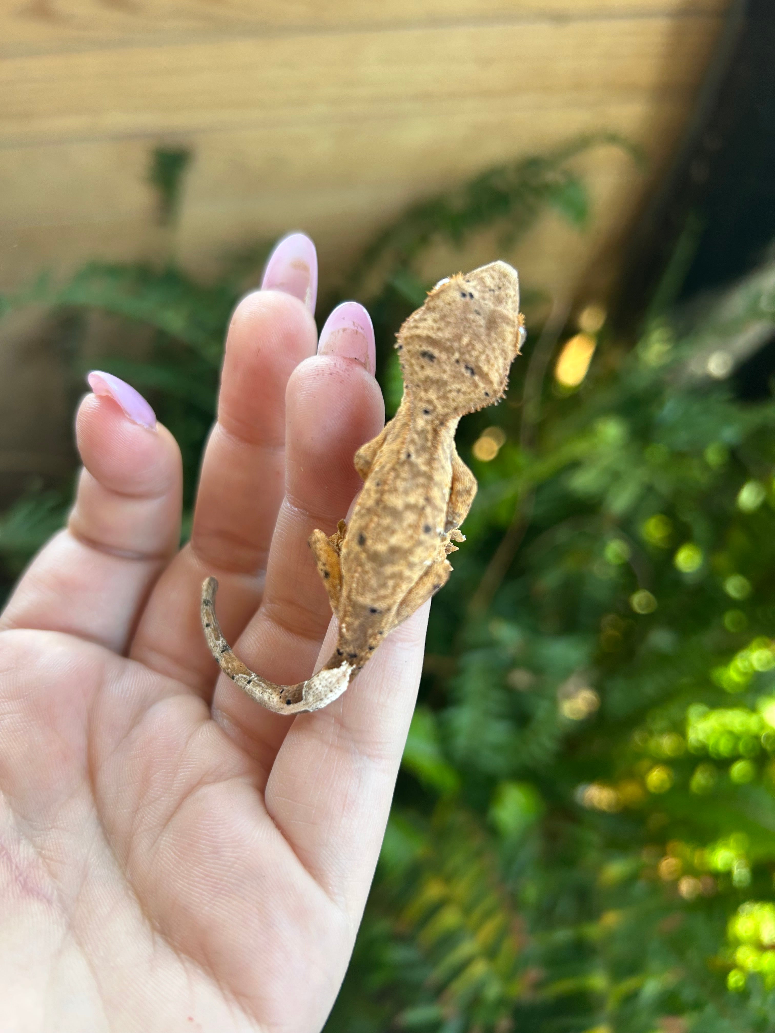 female crested gecko