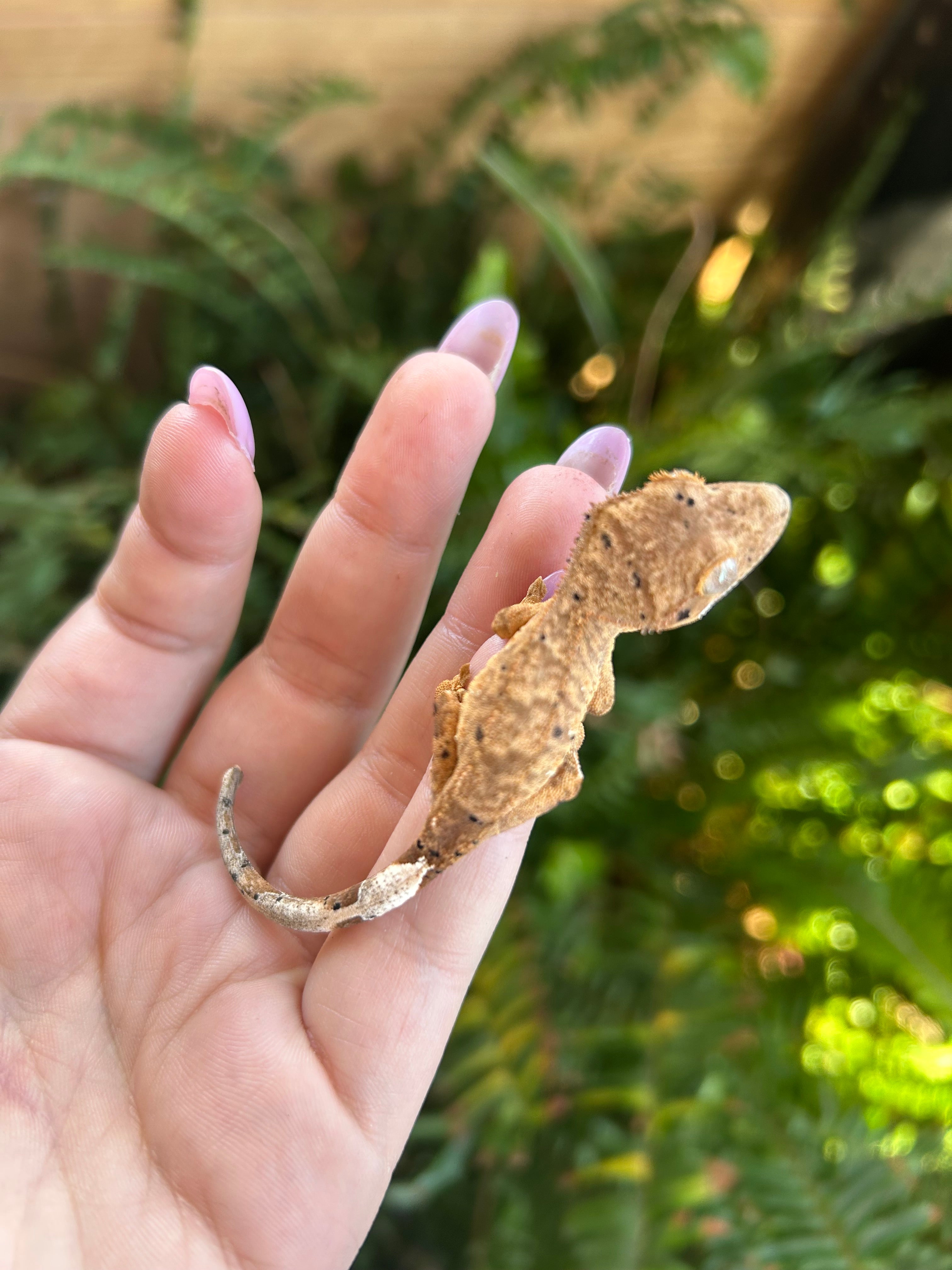 female crested gecko