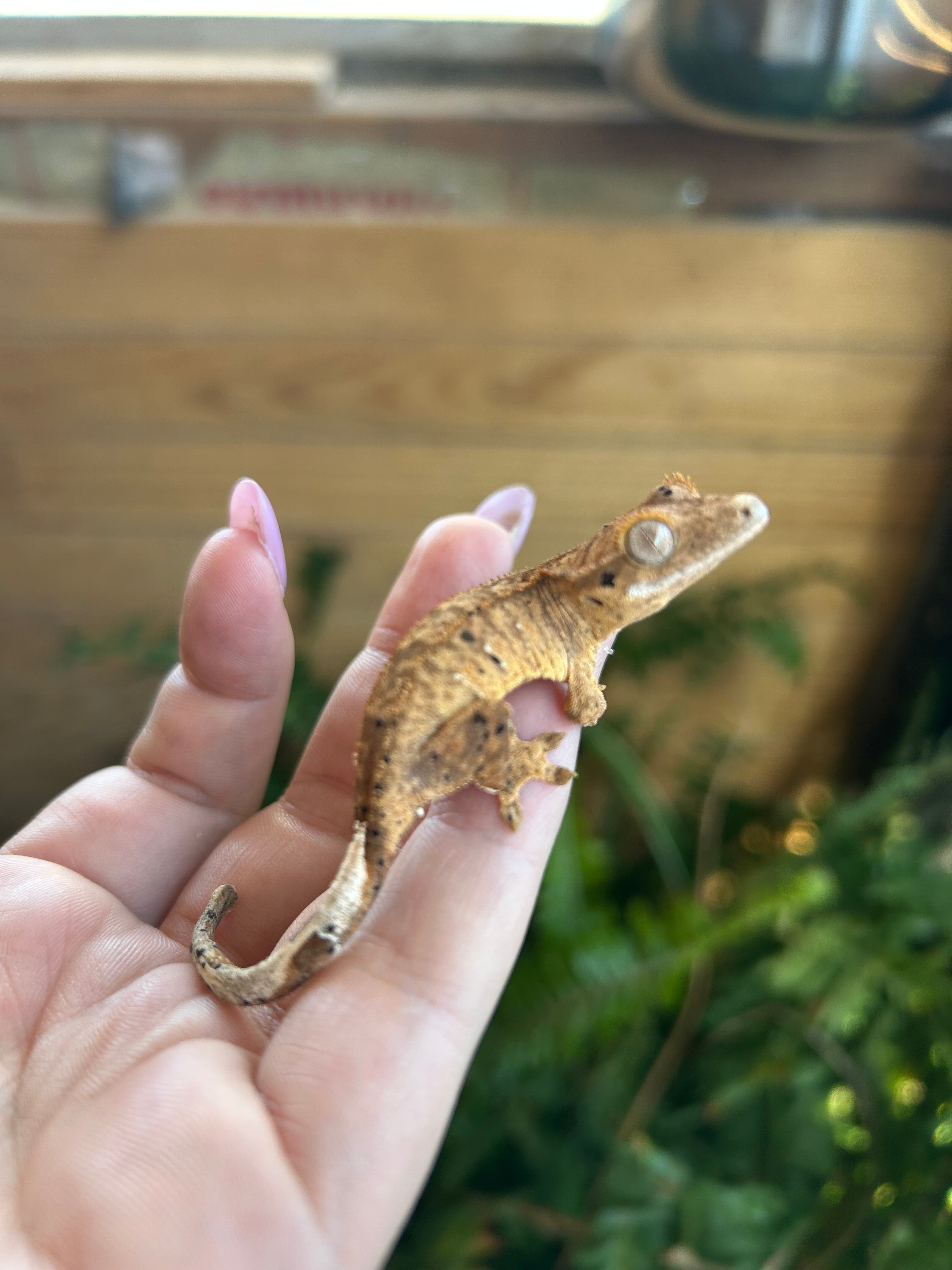 female crested gecko